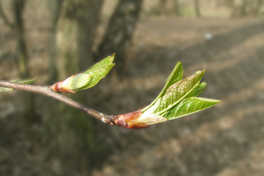 Spring Leaves