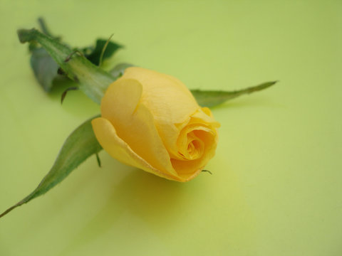 yellow rose on a yellow background