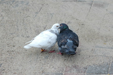 pigeons