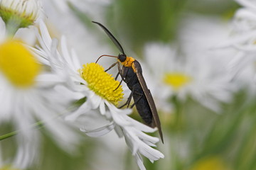 moth feeding on flower