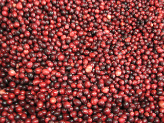 cranberries