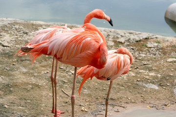 rose bird