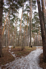 spring