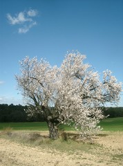 printemps