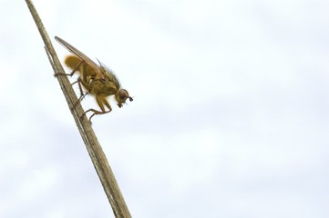 fly