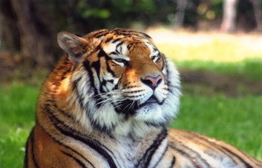 tigre