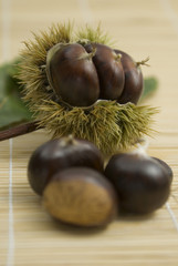 esskastanien