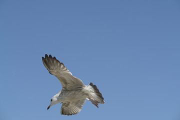 seagull in the sky 1