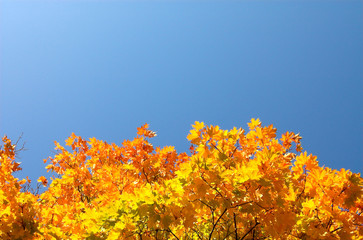 maple leaves below © Denis Babenko