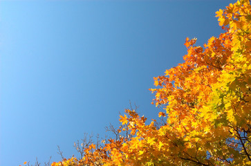 maple leaves diagonal