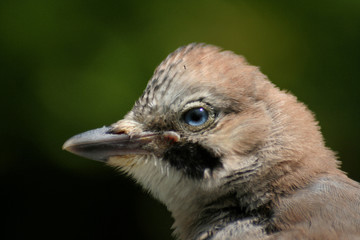 garrulus glandarius