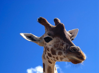 giraffe close-up