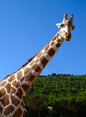 giraffe on blue sky