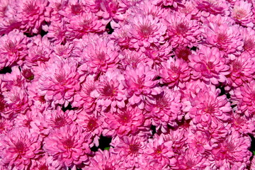 pink chrysanthemum background