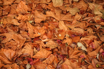 autumn leaves background