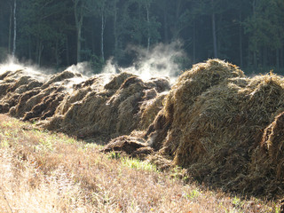 dunghaufen im herbst