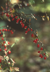american barberry bush (berbera canadensis) w/ dew