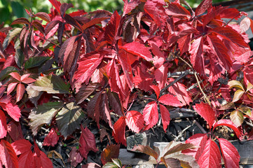 red leaves