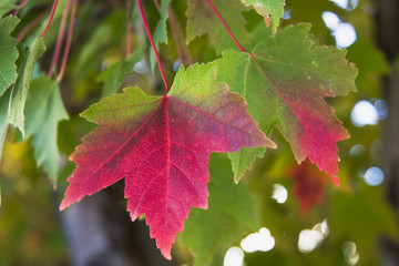 fall maple leaf pair