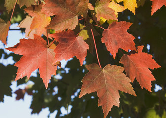 orange maple leaves