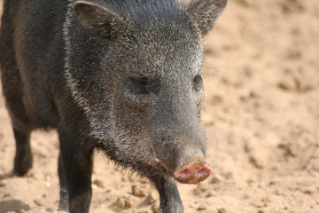 piglet