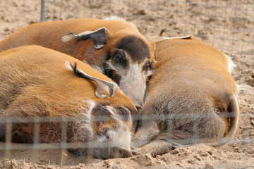 boars