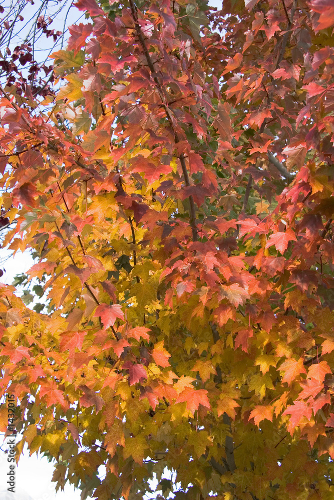 Wall mural maple tree changing colors