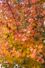 maple leaves in fall change