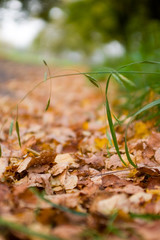 autumn fallen leaves background