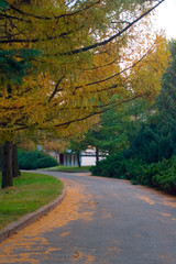Obraz premium alley in the park under pine trees