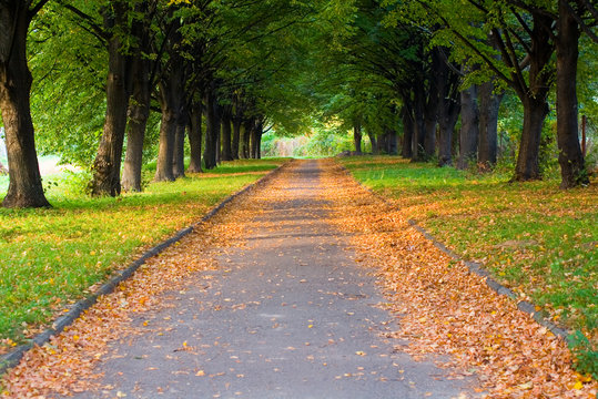 alley in the park