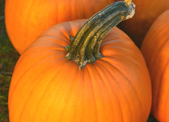 pumpkin