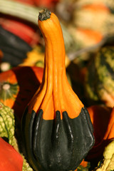 gourd