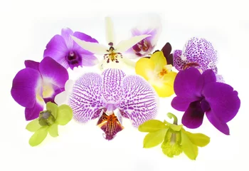 Washable wall murals Orchid orchids