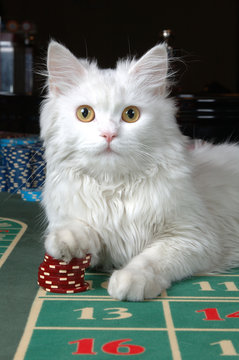 white cat