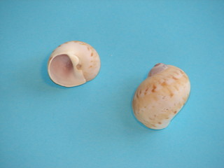 gandy nautilus