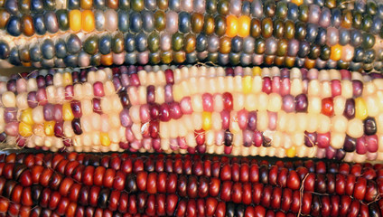 indian corn