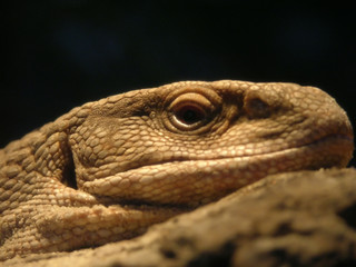 lizard