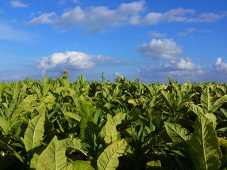 tobacco plantation