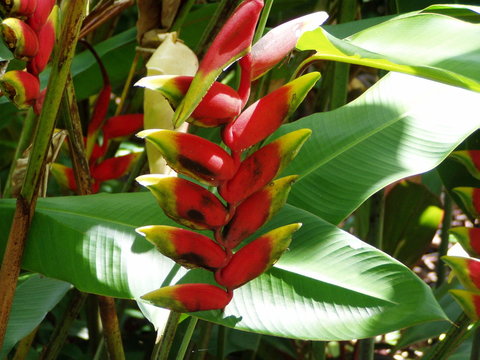 Hanging Lobster Claw Plant