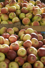 apple