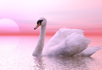 swan