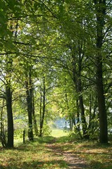 Fototapeta na wymiar jesienny las