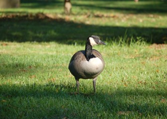 goose watch