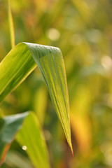 morning in the corn field