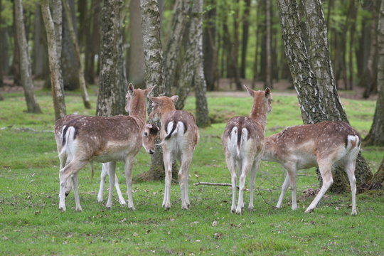 harde de daims