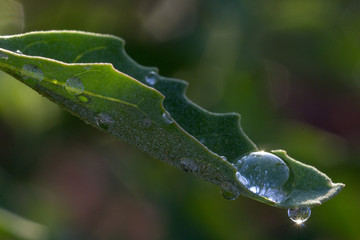 water droplets on leaf with back light - obrazy, fototapety, plakaty