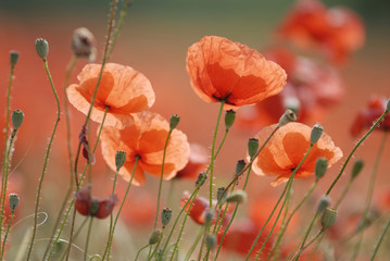 close up of poppies