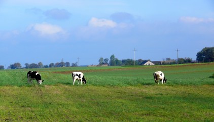 cows