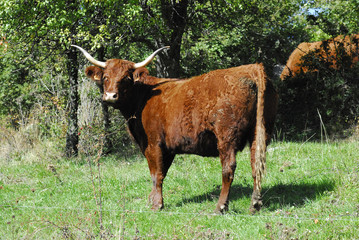 vache 12